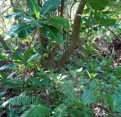 Barringtonia asiatica