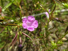Agalinis neoscotica