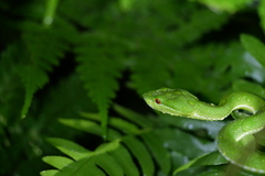 Trimeresurus stejnegeri
