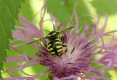 Anthidium florentinum