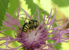 Anthidium florentinum