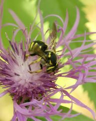 Anthidium florentinum