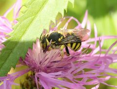 Anthidium florentinum