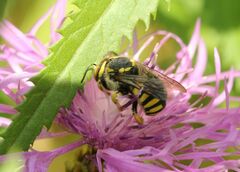 Anthidium florentinum