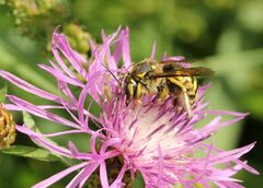 Anthidium florentinum
