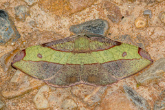 Hypochrosis hyadaria