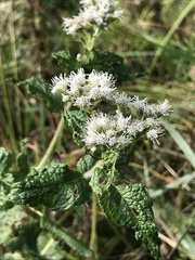 Eupatorium perfoliatum