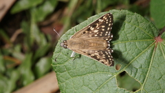Caprona alida