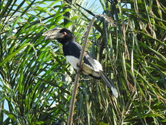 Bycanistes bucinator