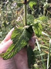 Eupatorium perfoliatum