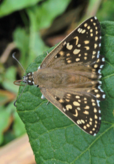 Caprona alida