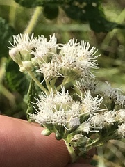 Eupatorium perfoliatum