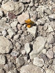 Copaeodes aurantiaca