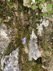 Campanula