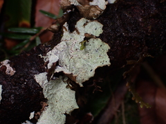 Platismatia norvegica
