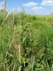 Rumex hydrolapathum