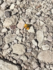 Copaeodes aurantiaca