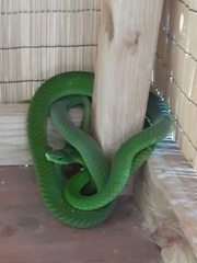 Dendroaspis angusticeps