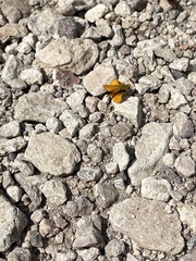 Copaeodes aurantiaca