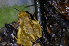 Bufo bankorensis