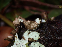 Platismatia norvegica