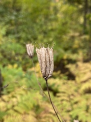 Aquilegia canadensis