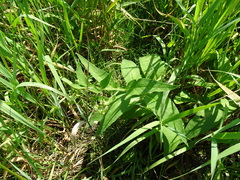 Symphytum officinale