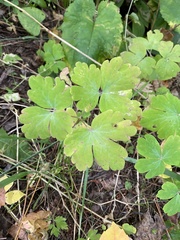 Aquilegia canadensis