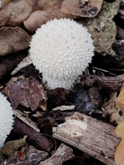 Lycoperdon marginatum