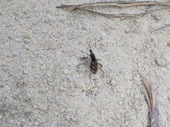 Coniocleonus pelletii