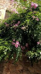 Podranea ricasoliana