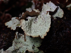 Platismatia norvegica