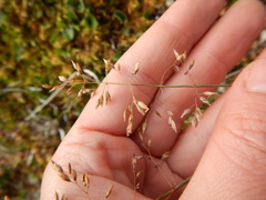 Poa alpigena