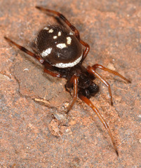 Steatoda ancorata