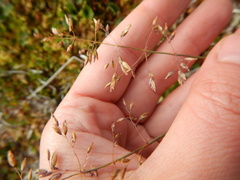 Poa alpigena