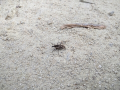 Coniocleonus pelletii