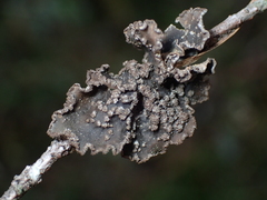 Pseudocyphellaria mallota