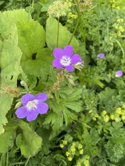 Geranium