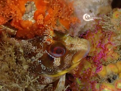 Parablennius gattorugine