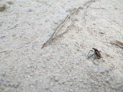 Coniocleonus pelletii