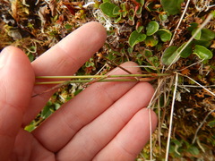 Poa alpigena