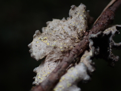 Pseudocyphellaria mallota