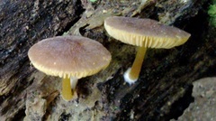Pluteus pauperculus