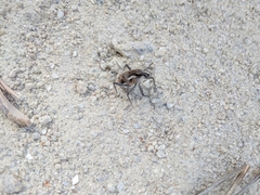 Coniocleonus pelletii