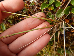 Poa alpigena