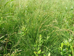 Carex cespitosa