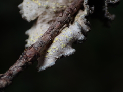Pseudocyphellaria mallota
