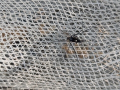 Rheumatobates tenuipes
