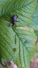 Otiorhynchus coecus