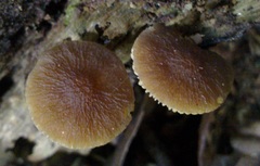 Pluteus pauperculus